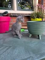 Mooi poesje moeder blauwe Rus vader Britse korthaar, Dieren en Toebehoren, Katten en Kittens | Raskatten | Korthaar, Meerdere dieren