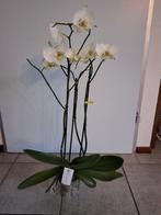 Mooie witte orchidee (3 voudig) 5 sterren van Maistro, Huis en Inrichting, Kamerplanten, Ophalen, Overige soorten, Halfschaduw