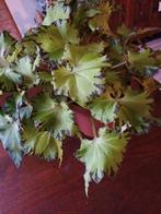 bladbegonia, Overige soorten, In pot, Minder dan 100 cm, Bloeiende kamerplant
