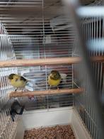 Kanarie, Dieren en Toebehoren, Vrouwelijk