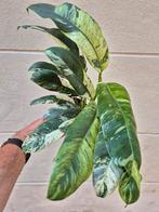Epipremnum Gigantheum Variegata p12 (3), Ophalen of Verzenden, Overige soorten, Minder dan 100 cm