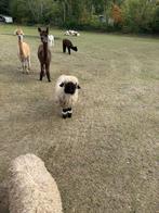 prachtige Wallizer Schwarznase schapen, Dieren en Toebehoren, Meerdere dieren, Schaap, 0 tot 2 jaar