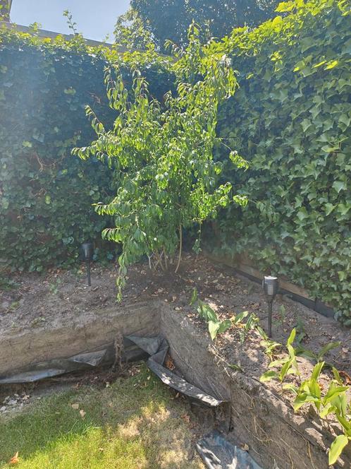 Gratis struiken /planten /boompjes, Tuin en Terras, Planten | Struiken en Hagen, Overige soorten, Ophalen