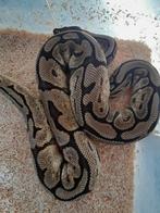 0.1 bewezen spider mojave 100% het pied nk21, Dieren en Toebehoren, Reptielen en Amfibieën, Slang