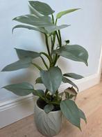 Philodendron Silver Sword met sierpot | 4 stuks beschikbaar, Huis en Inrichting, Overige soorten, In pot, Minder dan 100 cm, Groene kamerplant