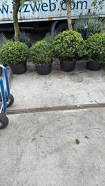 Ilex convexa bollen 50/60 grote kluit 29,50 potgekweekt, Vaste plant, Bloeit niet, Halfschaduw, Ophalen