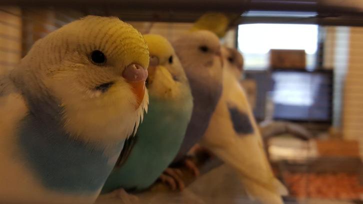 Jonge grasparkieten | Meerdere kleuren | Makkelijk tam, Dieren en Toebehoren, Vogels | Parkieten en Papegaaien, Parkiet, Meerdere dieren