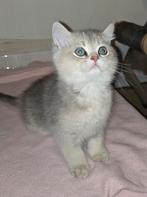 Prachtige Brits Korthaar kittens 🐈(katertjes) Met stamboom!, Dieren en Toebehoren, Meerdere dieren, Met stamboom, 0 tot 2 jaar