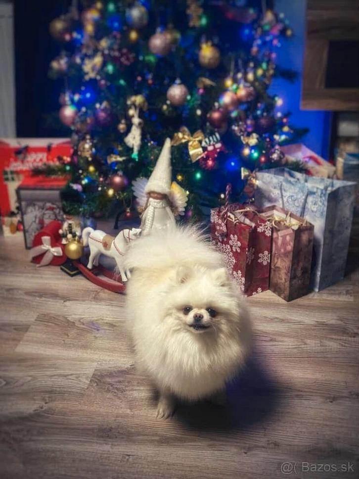Pomeranian teefje, Dieren en Toebehoren, Honden | Poolhonden, Keeshonden en Oertypen, Teef, Keeshond, Particulier, Eén hond, Buitenland
