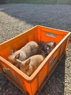 Mooie jonge konijntjes, Dieren en Toebehoren, Meerdere dieren, Middelgroot, Hangoor, 0 tot 2 jaar