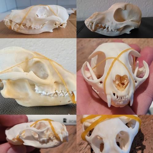 Schedel verzameling - roofdier-reptiel-zoogdier- skull-, Verzamelen, Dierenverzamelingen, Schedel, Ophalen of Verzenden