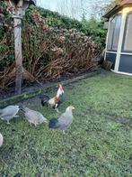 Pluimvee..., Dieren en Toebehoren, Mannelijk, Kip