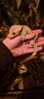 Tamme en lieve wimpergekko, Hagedis