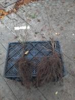 Gele Kornoelje (Cornus Mas) en Rode Kornoelje plantgoed, Ophalen, Overige soorten, Haag, Minder dan 100 cm
