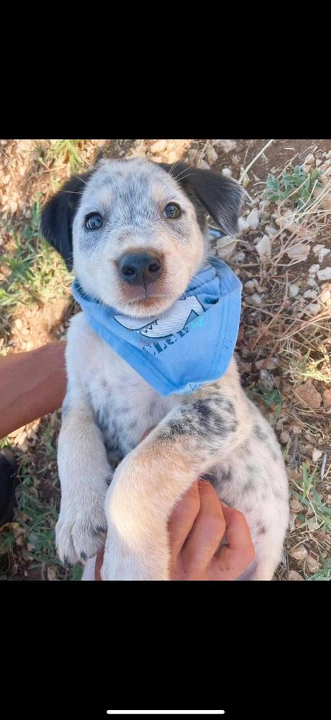 Gastgezinnen gezocht voor onze fijne stichting, Dieren en Toebehoren, Honden | Niet-rashonden, Middel, Meerdere dieren, Particulier