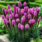 Liatris Spicata | Lampenpoetser | Chemievrij, Overige soorten, Volle zon, Vaste plant, Ophalen of Verzenden