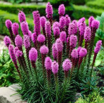 Liatris Spicata | Lampenpoetser | Chemievrij beschikbaar voor biedingen