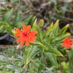 Brandende liefde,20 zaden,anjer fam.,bloeit in jun/augustus, Overige soorten, Volle zon, Vaste plant, Verzenden