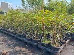 Portugese laurier, 20 cm prunus lusitanica angustifolia pot, Ophalen of Verzenden, Laurier, Struik, Minder dan 100 cm