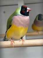 Pop Gouldamadine RUILEN, Dieren en Toebehoren, Vogels | Overige Vogels, Vrouwelijk