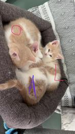 Kittens te koop, Dieren en Toebehoren, Katten en Kittens | Overige Katten, Meerdere dieren, Kortharig, 0 tot 2 jaar