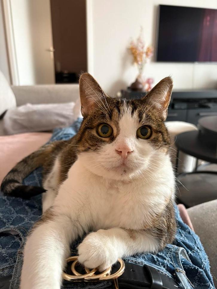Saja de poes, Dieren en Toebehoren, Katten en Kittens | Raskatten | Korthaar, 6 jaar of ouder