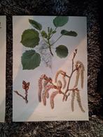 Vintage Poster schoolplaat 3 x  naaldbomen uit 1969, Antiek en Kunst, Antiek | Schoolplaten, Ophalen of Verzenden, Natuur en Biologie
