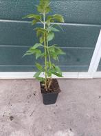 Eupatorium cannabinum, Vaste plant, Halfschaduw, Zomer, Ophalen
