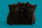 Prachtige Chocolate Britse korthaar kittens, Dieren en Toebehoren, Katten en Kittens | Raskatten | Korthaar, Meerdere dieren, Ontwormd