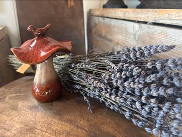 Bosjes lavendel beschikbaar voor biedingen