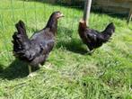 Zwarte Barnevelder legkippen., Vrouwelijk, Kip