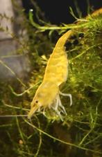 Yellow Fire Neon Garnalen Aquarium vis, Dieren en Toebehoren, Vissen | Aquariumvissen, Kreeft, Krab of Garnaal