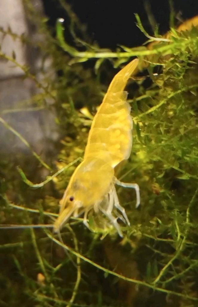 Yellow Fire Neon Garnalen Aquarium vis, Dieren en Toebehoren, Vissen | Aquariumvissen, Kreeft, Krab of Garnaal
