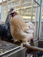 Loki, zijdehoen kruising, Dieren en Toebehoren, Pluimvee, Mannelijk, Kip