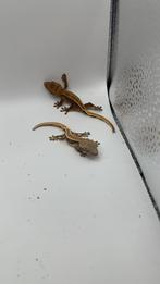 Wimpergekko’s jonkies - voor intresse bericht mij, Dieren en Toebehoren, Reptielen en Amfibieën, Hagedis, 0 tot 2 jaar