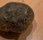 Afrikaanse stierkikker., Dieren en Toebehoren, Reptielen en Amfibieën