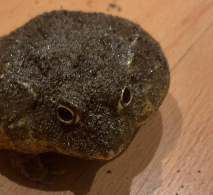 Afrikaanse stierkikker.