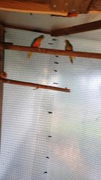 splendid parkieten, Dieren en Toebehoren, Vogels | Parkieten en Papegaaien, Meerdere dieren, Parkiet