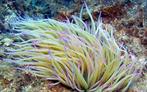 Zeeaquarium anemonia viridis wasroos nog enkele beschikbaar!, Ophalen, Gevuld zeewateraquarium