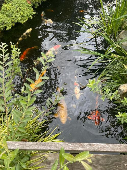 Complete kwaliteit koivijver zie omschrijving, Tuin en Terras, Vijvers, Zo goed als nieuw, Ophalen of Verzenden