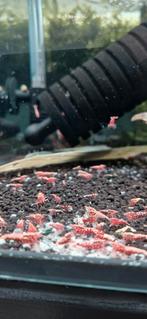 Red Stardust Caridina garnalen aquarium, Kreeft, Krab of Garnaal