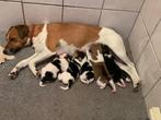 Mooie Jack Russel pups te koop!, Dieren en Toebehoren, Honden | Jack Russells en Terriërs, Jack Russell Terriër, 8 tot 15 weken