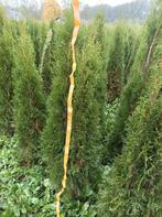 coniferen, Ophalen, Conifeer, Haag, 100 tot 250 cm