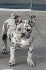 Franse bulldog teefje bleu merle prachtig neusje en staart, Dieren en Toebehoren, Bulldog, Teef, Fokker | Professioneel, Nederland