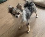 Pomchi teefje merle 1 jaar oud, Dieren en Toebehoren, Honden | Chihuahua's en Gezelschapshonden, 1 tot 2 jaar, Teef, Eén hond