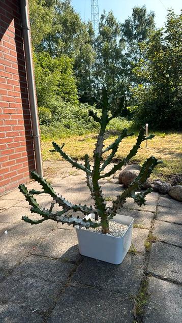 Cactus  beschikbaar voor biedingen