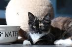 Maine Coon x, Poes, Gechipt