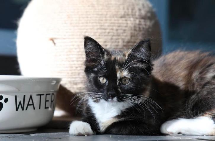 Maine Coon x, Dieren en Toebehoren, Katten en Kittens | Raskatten | Langhaar, Poes, Gechipt