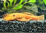 Golden and golden-mix pleco males (10 cm), Vis