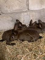 Belgische haas x lotaringer, Dieren en Toebehoren, Meerdere dieren, Groot